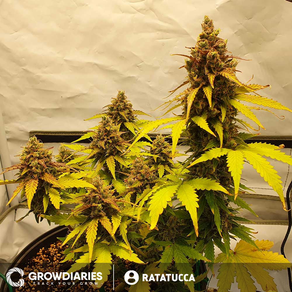 Purple Power XTRM Autoflower Seeds