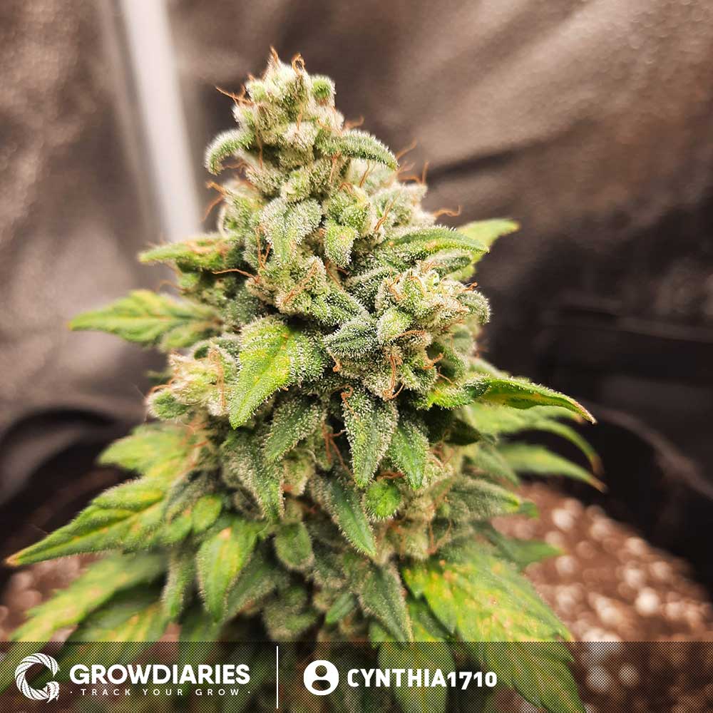 Pineapple Express Autoflower Seeds