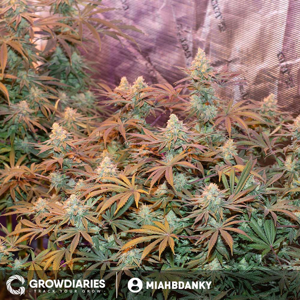 AMS XTRM ® Feminized Seeds