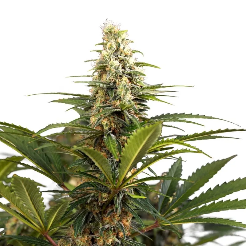 Bonbon D'Amour Feminized Seeds