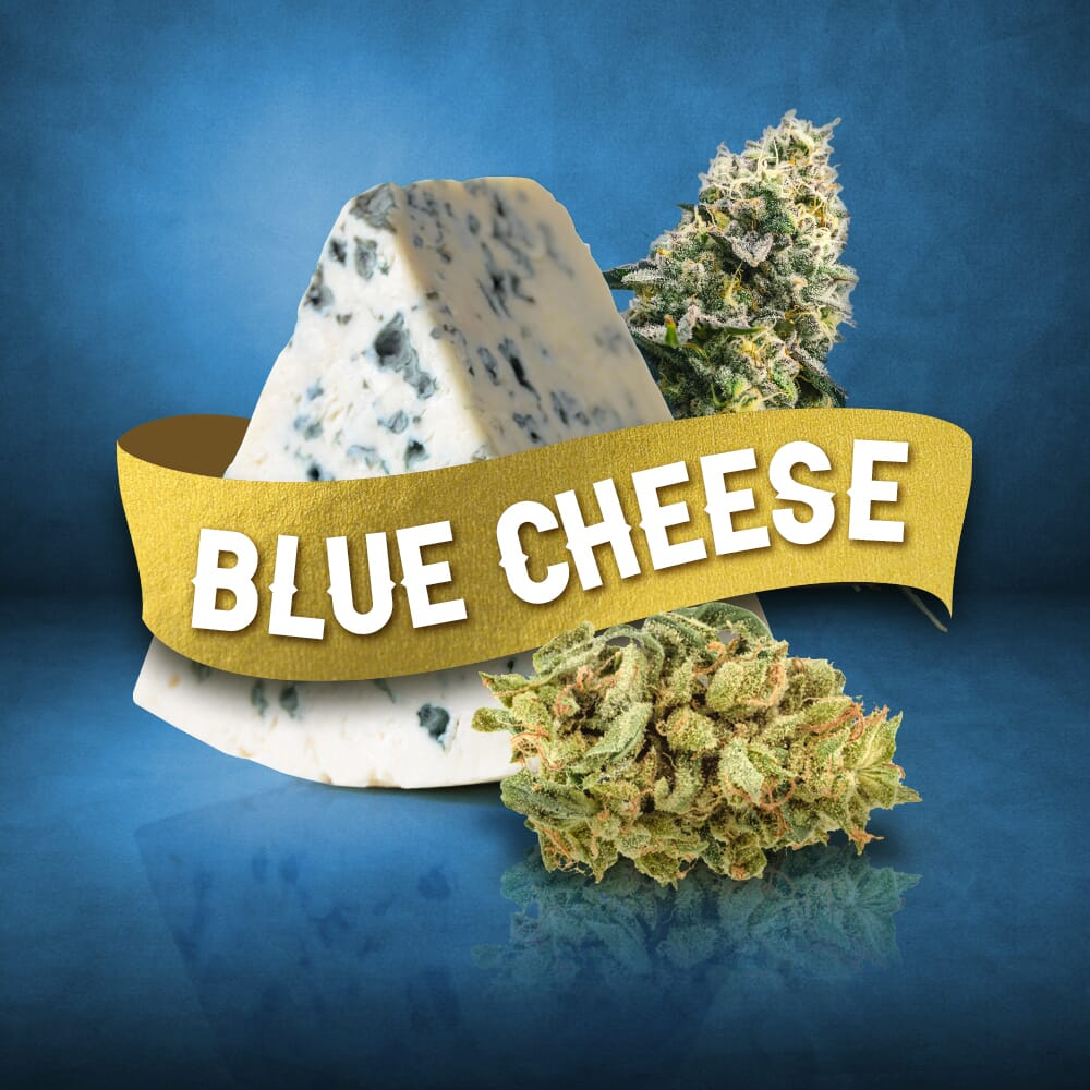 Blue Cheese Feminized Seeds