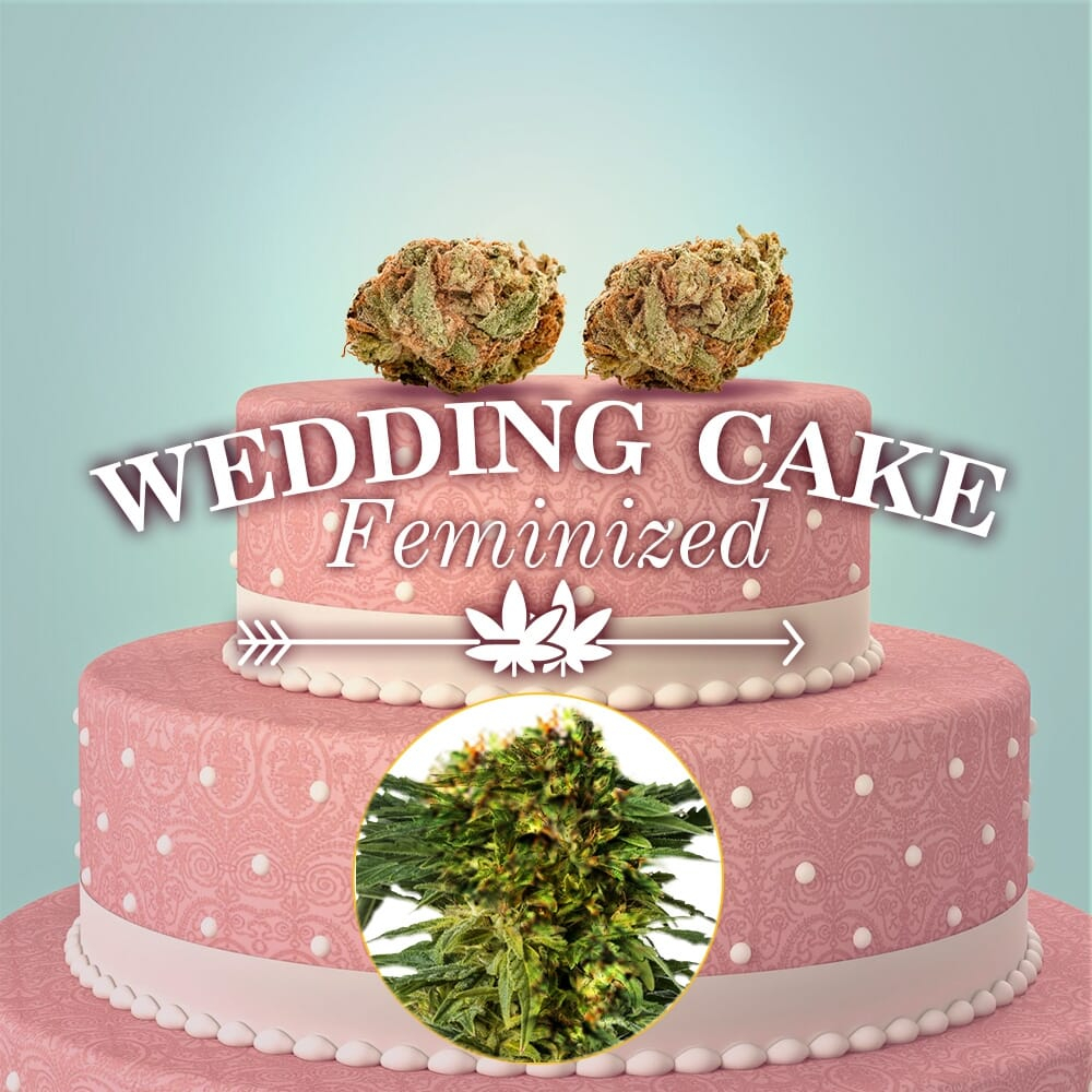 Wedding Cake Feminized Seeds