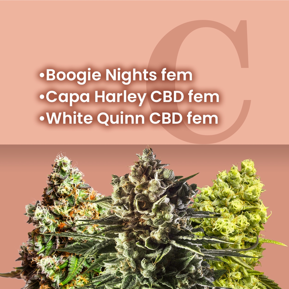 CBD Feminized Combo