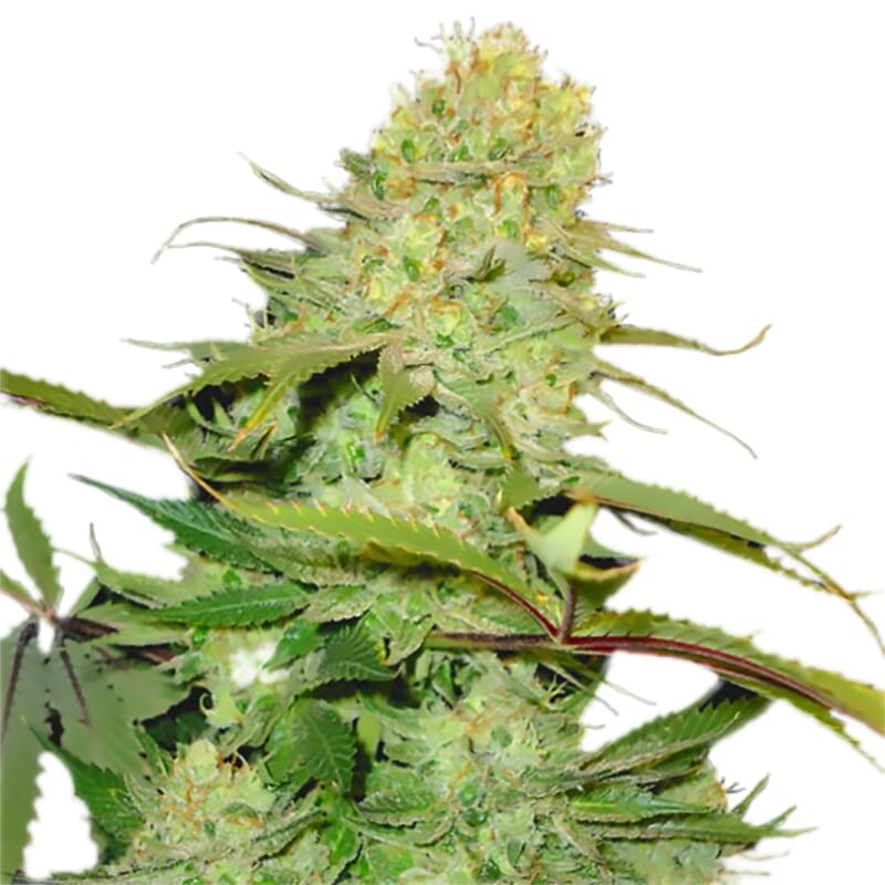 Cheese Feminized Strain