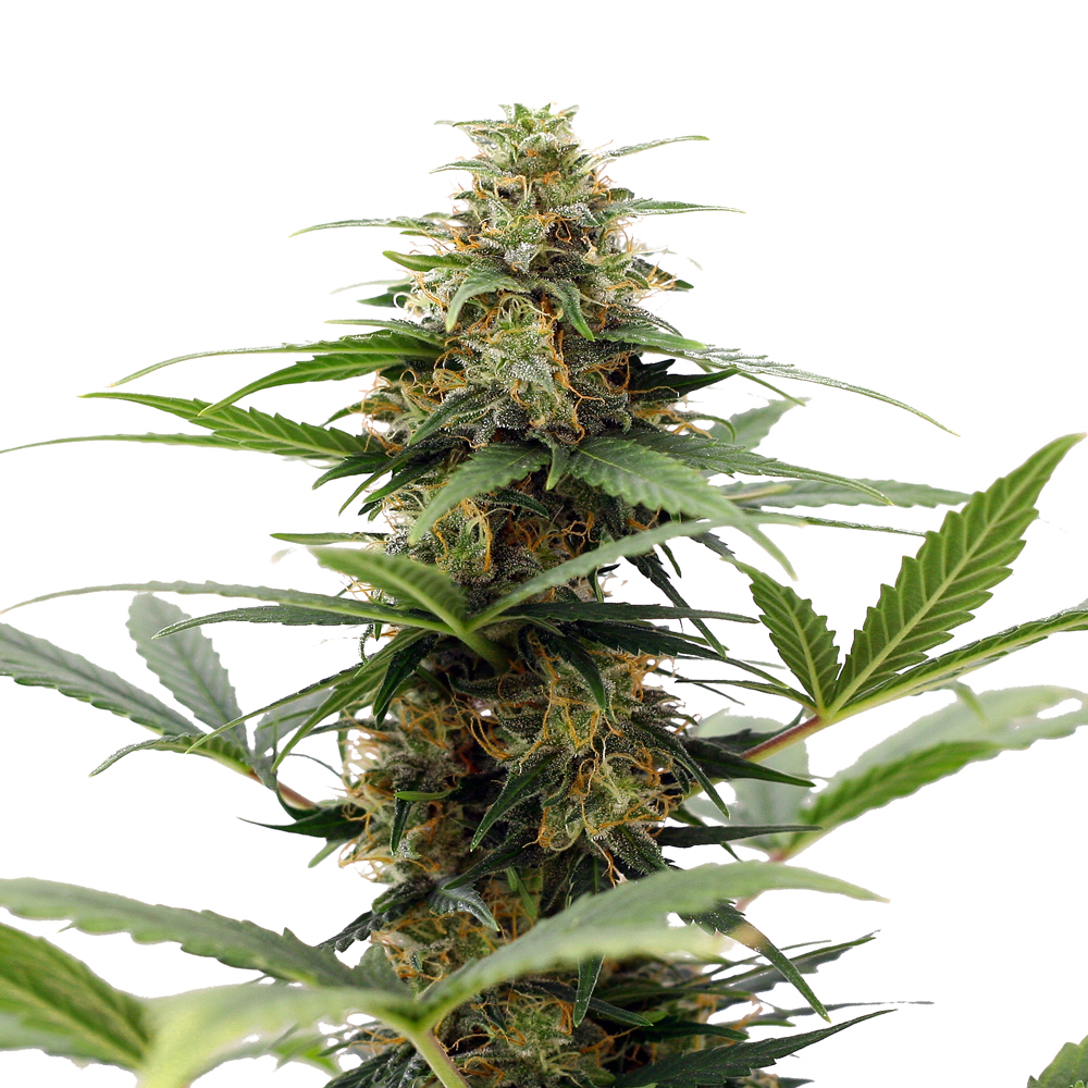 Gushers Feminized Seeds