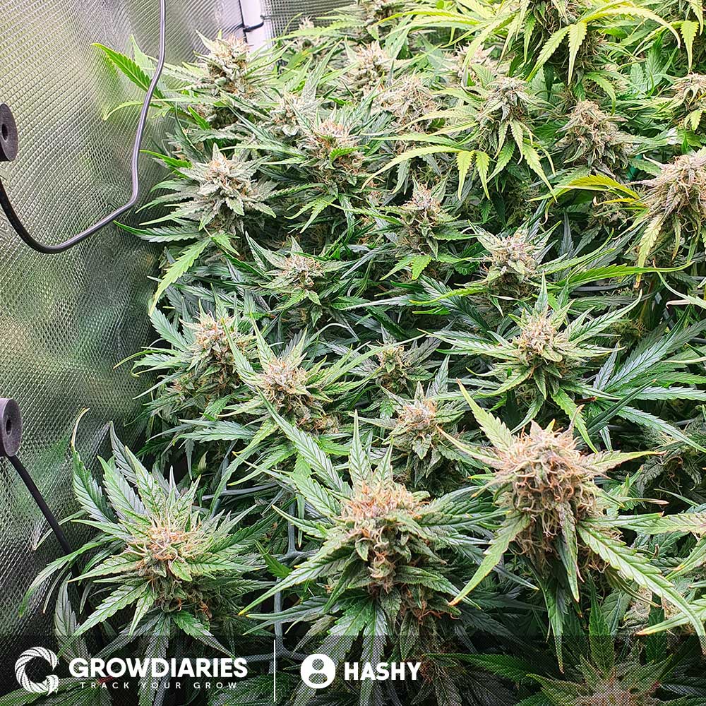 Capa Harley CBD Feminized Seeds