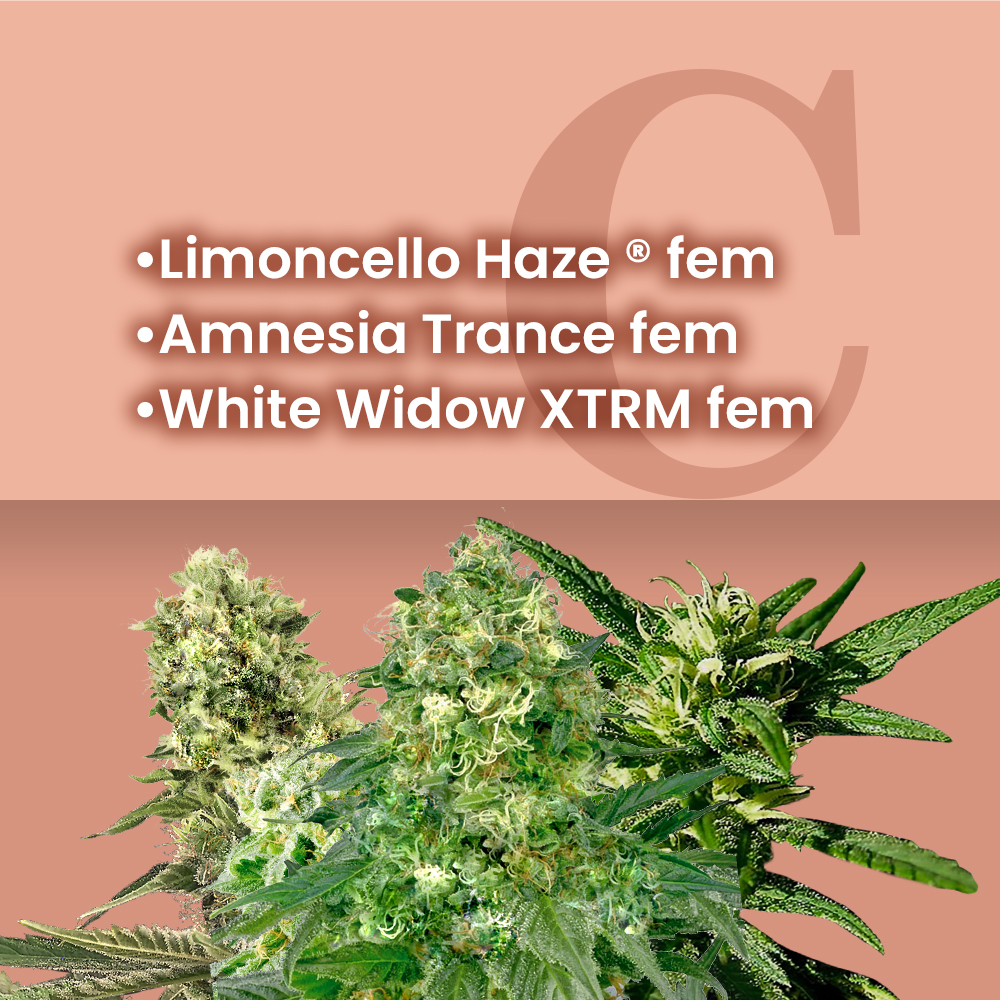 Cup Winner Feminized Combo