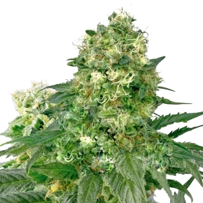 White Widow XTRM Feminized Seeds