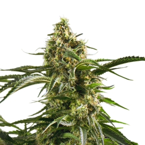 Bob Marley Feminized Seeds