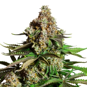 Chocolope Feminized Seeds