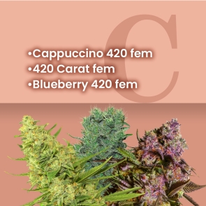 Special 420 feminized weed seeds combo