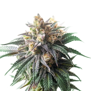 Slurricane Feminized Seeds