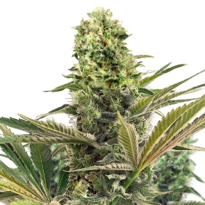 Limoncello Haze Feminized Seeds