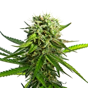 Runtz Feminized Seeds