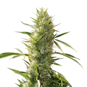 Girl Scout Cookies XTRM Feminized Seeds