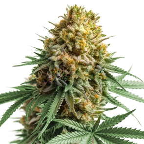 Apple Fritter Feminized Strain