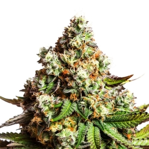 Capa Harley CBD Feminized Seeds