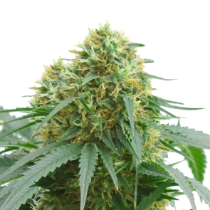 AMS Supreme Autoflower Marijuana Seeds