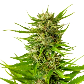 Peanut Butter Breath Feminized Seeds