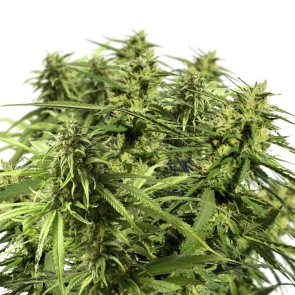 Happy Outdoor Mix Feminized Seeds