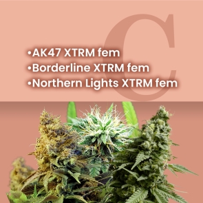 AMS Most Wanted Feminized Combo