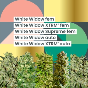 AMS White Widow 25th Anniversary Combo