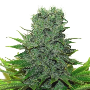 420 Carat Feminized Strain