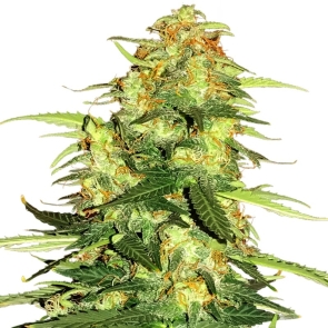 Supernova Feminized Seeds