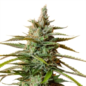 California Skunk Autoflower Seeds