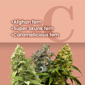Easy Growing Feminized Combo