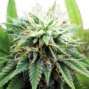 AK 47 XTRM Feminized Marijuana Seeds