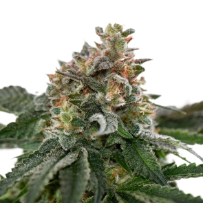 Caramelicious Feminized Seeds