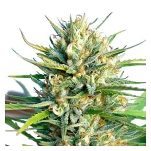 Lemon Ice Regular Seeds