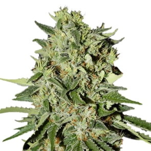 White Widow Regular Seeds