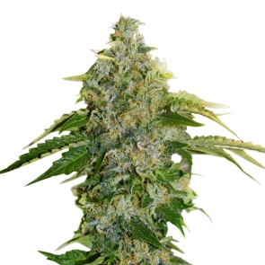 Crystal Rain Feminized Seeds