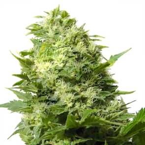 Cheese Feminized Seeds