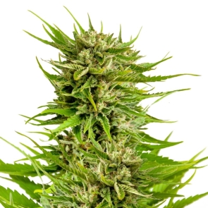 White Widow Supreme Feminized Seeds