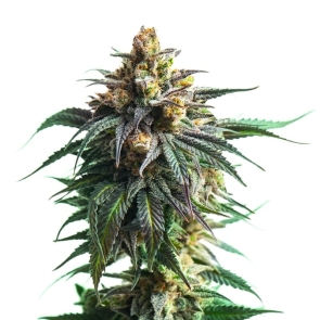 Kali Jack Feminized Seeds