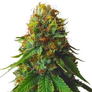 Green Crack Feminized Seeds