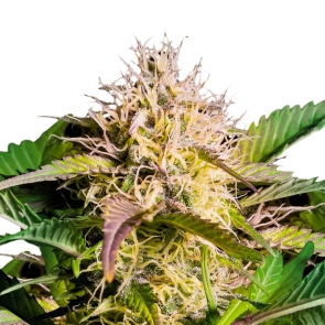 Black Domina Feminized Seeds