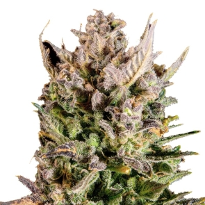 New York Turbo Diesel Feminized Seeds