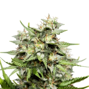 Hawaii Skunk Regular Seeds