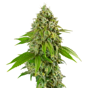 Purple Punch Feminized Seeds