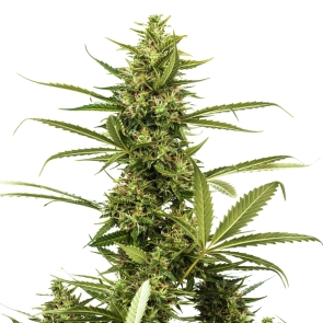 Amnesia Trance Autoflower Seeds