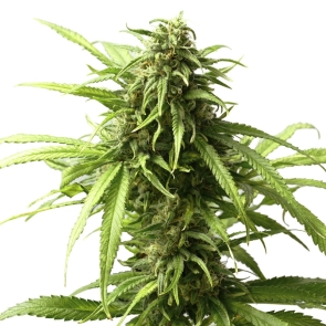 California Dream Feminized Seeds