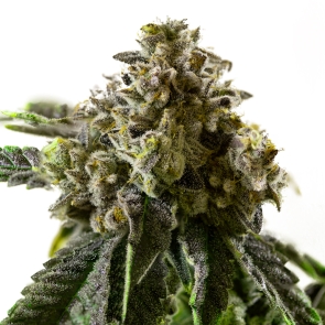 Cherry Pie Feminized Seeds