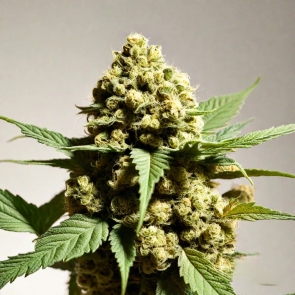 Chubby Yummy Feminized Seeds