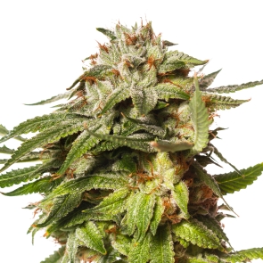 Blue Cookies Feminized Seeds