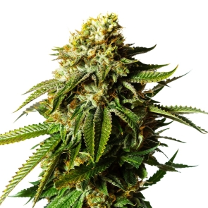 Krank ® Feminized Seeds