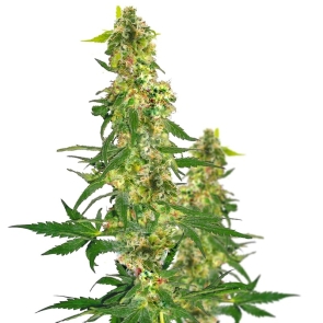 Kryptonite Feminized Seeds